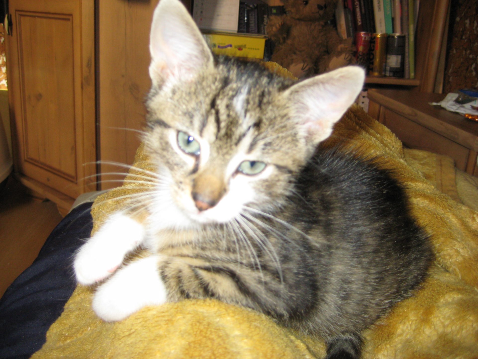 Zakapiorek i Bazylia, Elza i Alma to 1,5 miesięczne kociaki, które szukają domu