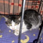 Azyl dla kotów: Kocia Zagroda w Łukawicy