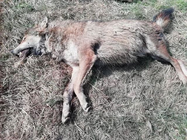 W Jędruszkowcach znaleziono zagryzionego wilka