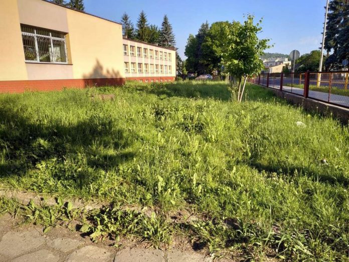 Bujny trawnik wokół przychodni przy Lipińskiego - interwencja