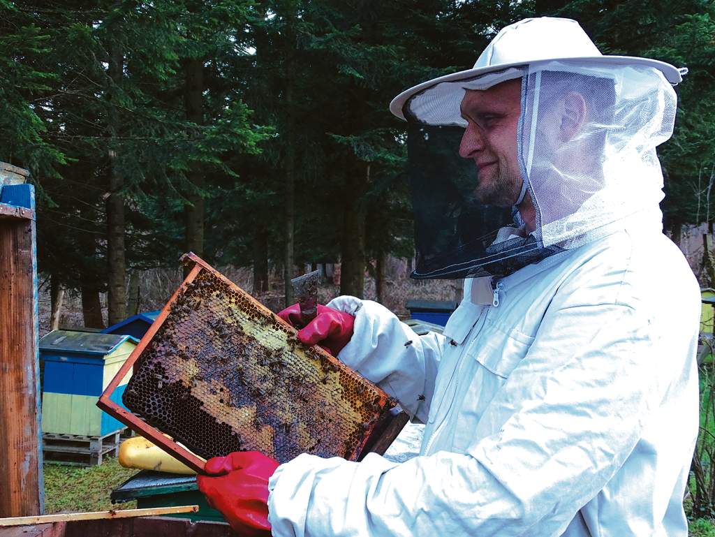 Pszczoły – etatowi pracownicy ekosystemu