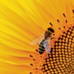 Pszczoły-etatowi pracownicy ekosystemu