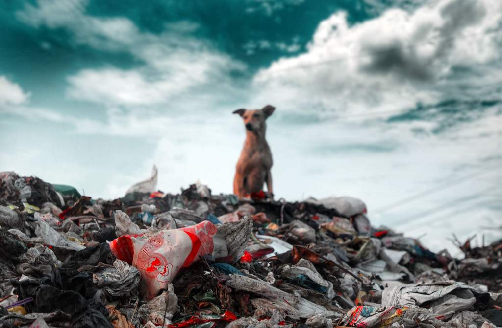Polska jest zalewana plastikowymi odpadami
