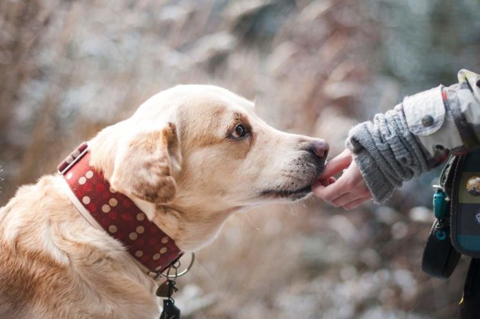 dog-1861839 Międzygatunkowe relacje - czyli o tym, jak spotkania ludzi i zwierząt zawirowały genami