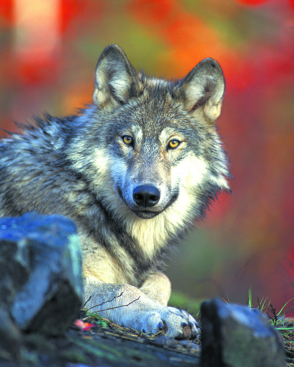 Liga Ochrony Przyrody: Nie taki wilk straszny
