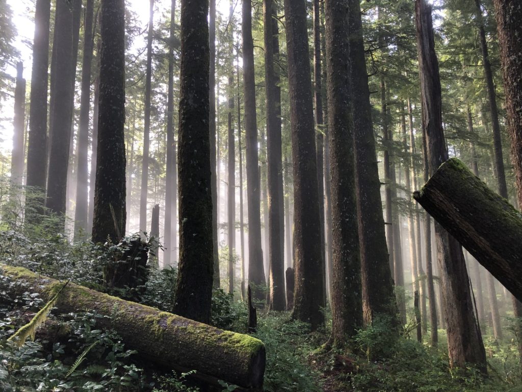 Drewno w lasach – Martwe, a jednak ,,wciąż” żywe