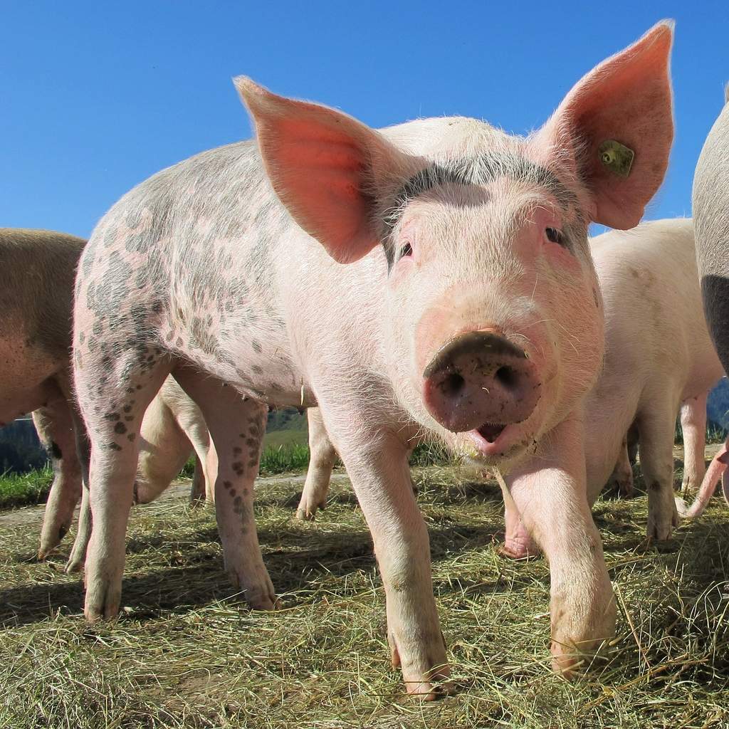 Informacja dla rolników prowadzących gospodarstwa na terenach objętych afrykańskim pomorem świń