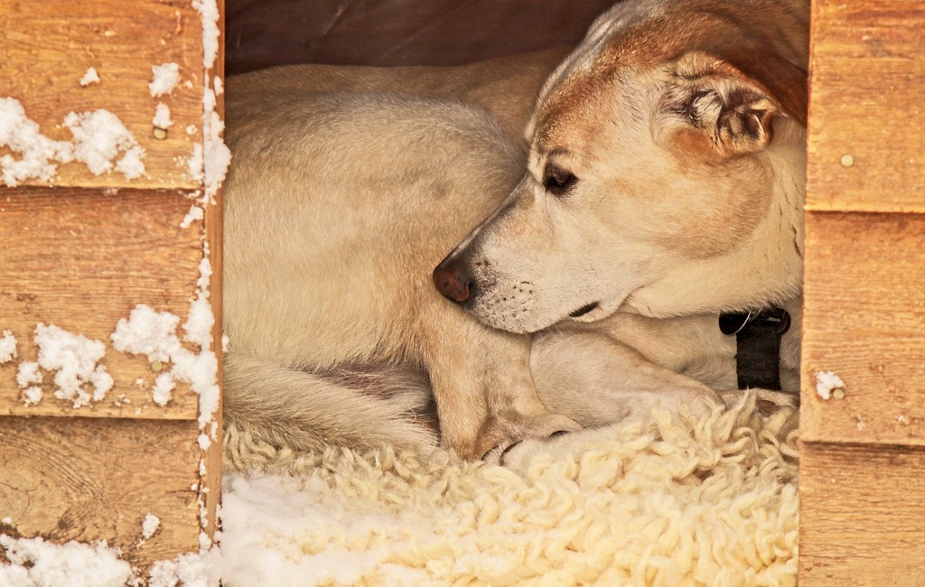 Centrum Pomocy Zwierzętom z Ukrainy – potrzeba pomoc!