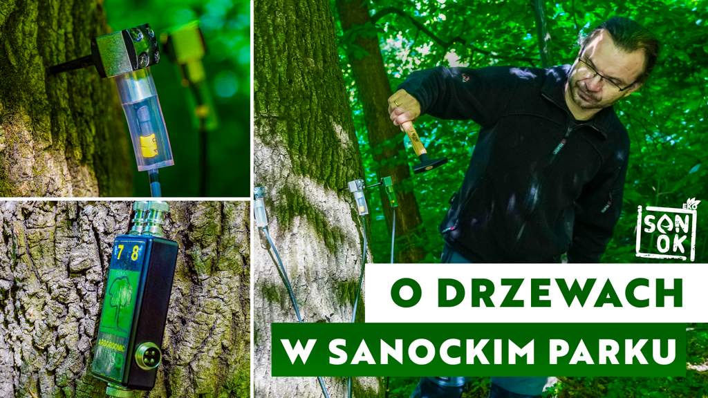 O drzewach w sanockim parku – materiał filmowy