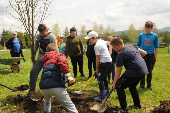 Akcja sadzenia lip drobnolistnych w gminie Komańcza