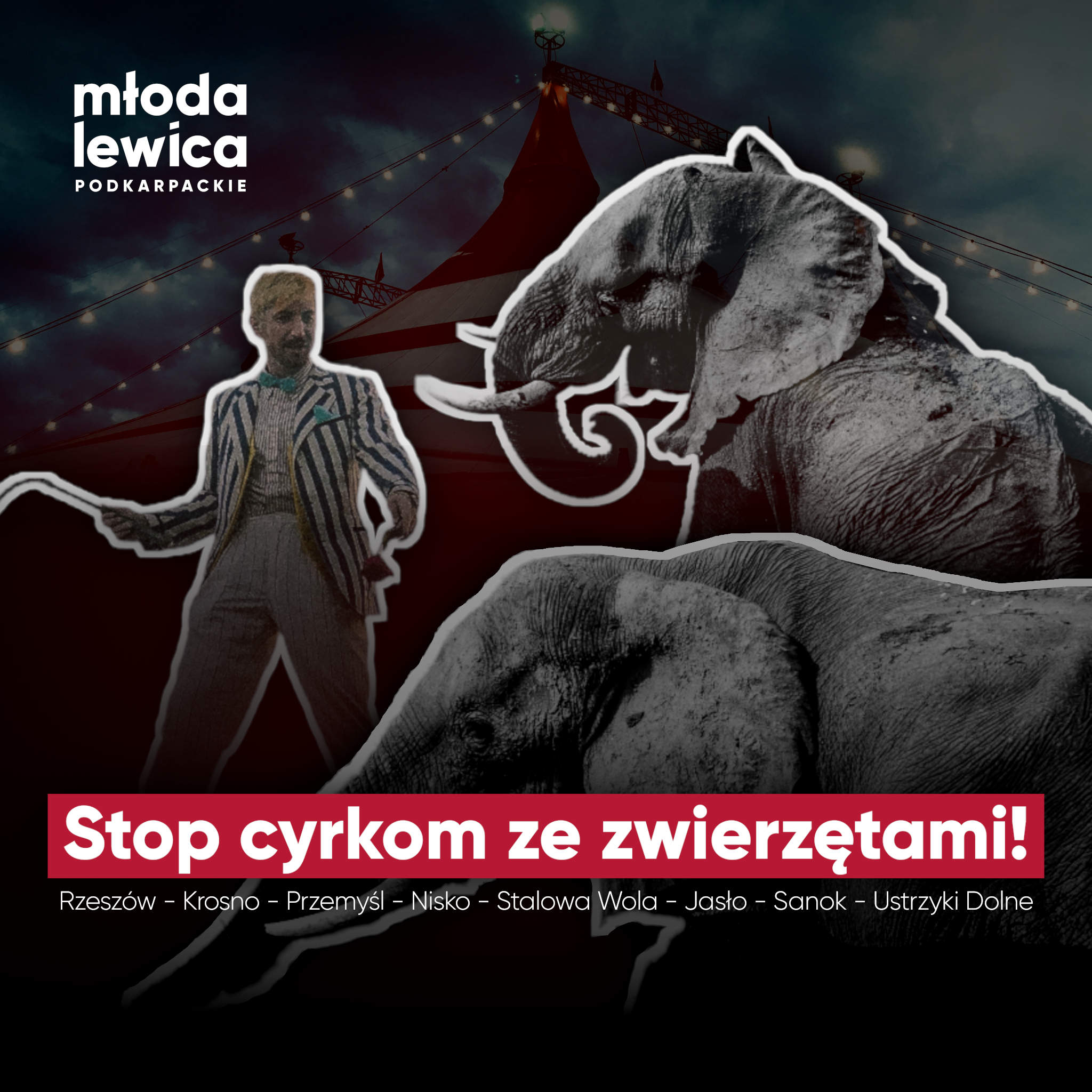  Podkarpacka Młoda Lewica apeluje o zakaz cyrków ze zwierzętami w podkarpackich miastach
