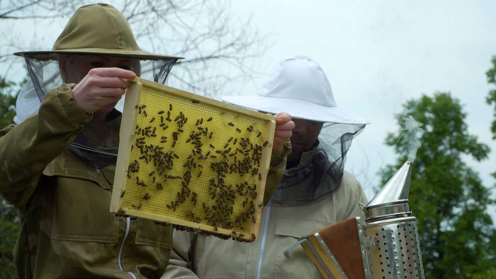 Pszczoły Karpackie – nasi dobrodzieje