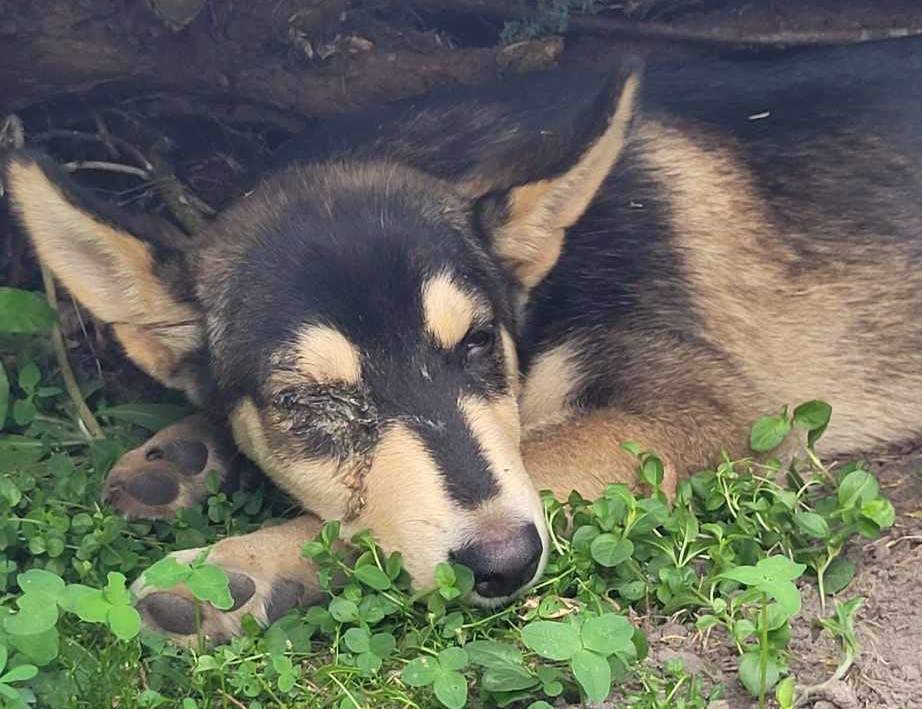 Red ALERT – Potrzebny dom dla pogryzionego szczeniaka spod białoruskiej granicy