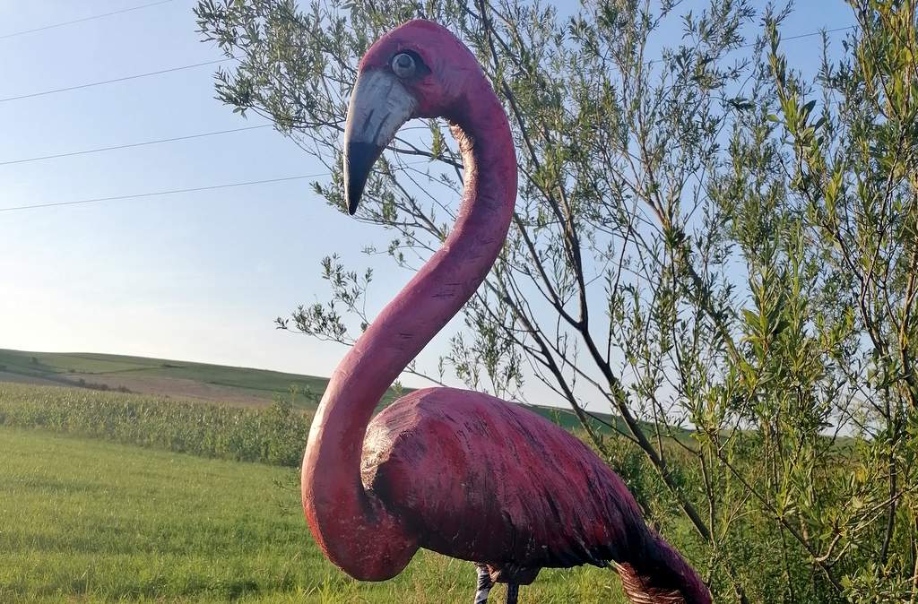 Pomóżmy odnaleźć flaminga