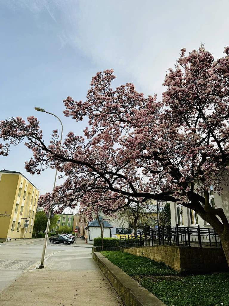 Sanocka Magnolia „Zofia” – Pomnikiem Przyrody!